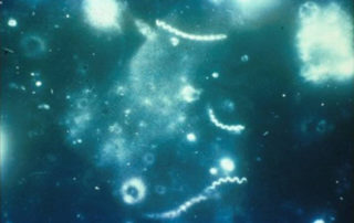 syphilis cells